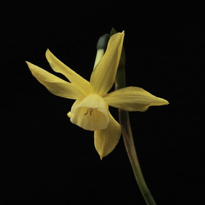 Narcissus hawera